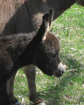 Critter Haven Farm Miniature Donkeys